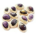 thumbnail image 3 of Set of 50 Select Purple Top Money Cowrie Shells Seashells 1/2-1" Shellcraft Cypraea Moneta Crafts - Not Drilled, 3 of 4