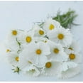 thumbnail image 4 of 50+ Seeds| White Cosmos Seeds~ Cupcake~ Authentic Seeds ~ GMO Free ~ Seeds~Flower seeds~ Vegetable seeds~ Asian Garden~ Flowers~ Herbs B5G1, 4 of 5