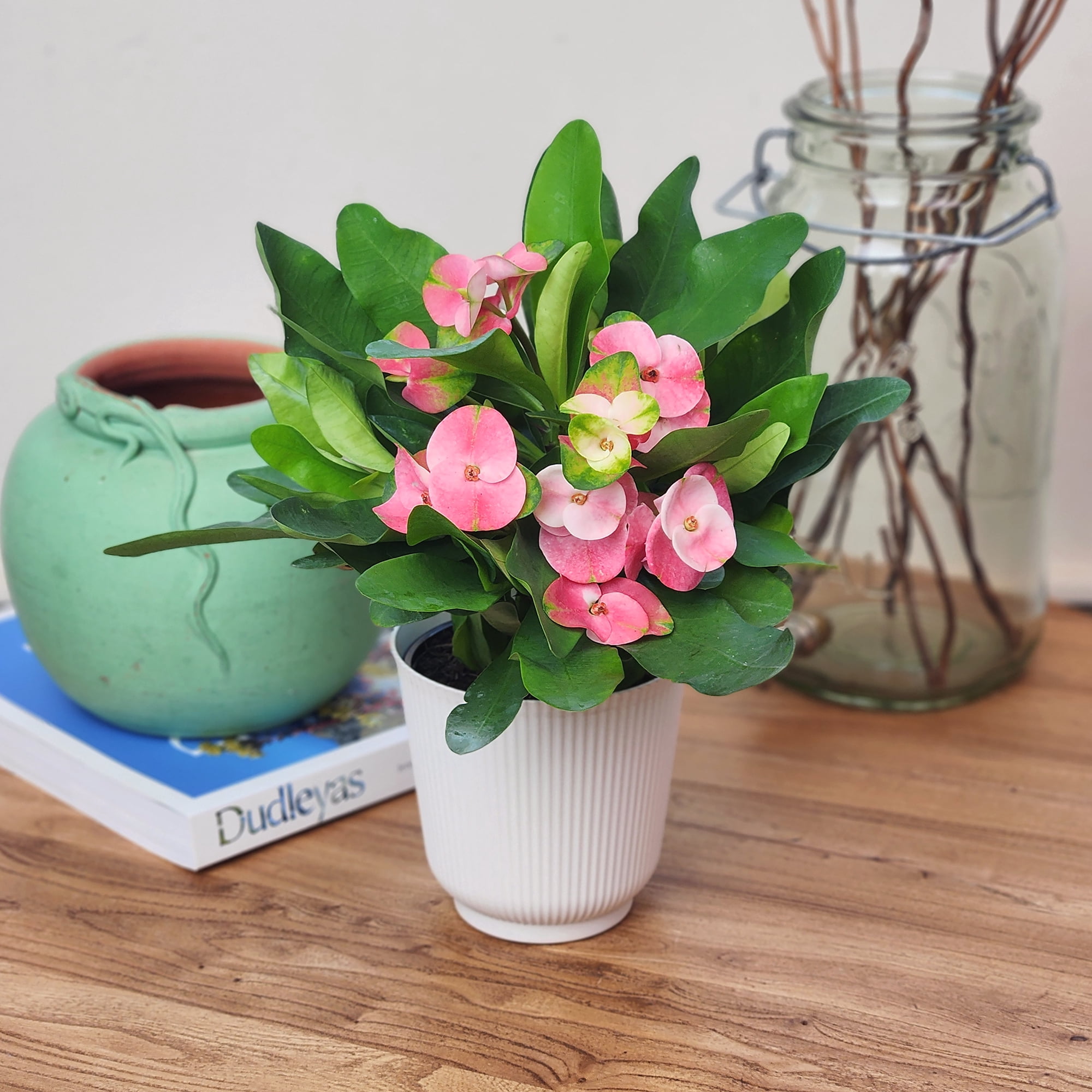 Altman Plants Pink Crown of Thorns Plant (Euphorbia Milii) in 4.25" White Planter