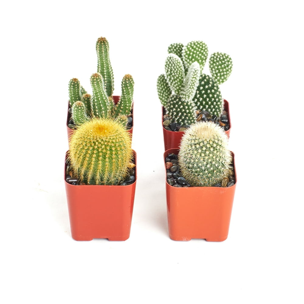 Home Botanicals Cactus Collection (Collection of 4)