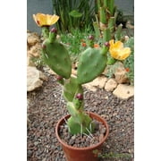 20 Seeds Opuntia quimilo distans, Pad Cactus Platyopuntia Long White Thorn Nopal