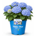 thumbnail image 4 of Nikko Blue Hydrangea Plant – Large Blooming Shrub with Blue and Lavender Flowers, 4 of 6