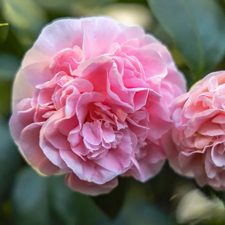 Pixies Gardens Debutante Pink Camellia Japonica 3 Gallon