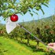 thumbnail image 3 of Recolector de Frutas Telescópico de Acero Inoxidable de 4 M con Bolsa de Almacenamiento para Árboles Altos, Huertos y Jardín., 3 of 5