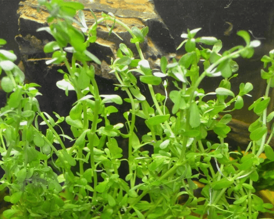 Bacopa Monnieri (Moneywort) Live Aquarium Plant – Easy Freshwater Aquatic Plant for Background