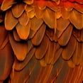 thumbnail image 2 of Bosco, Julia 15x15 White Modern Wood Framed Museum Art Print Titled - Feathered Friend - Burnt Orang, 2 of 4