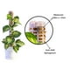 thumbnail image 4 of Moyic Paquete de 2 soportes de bastones para plantas trepadoras, accesorios para interiores y exteriores Jardín y Patio 17x6x6cm Moyic  HA062222-02B, 4 of 6