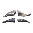 thumbnail image 5 of 4 Small Polished Goat Horns #604-2 Natural Colored, 5 of 5
