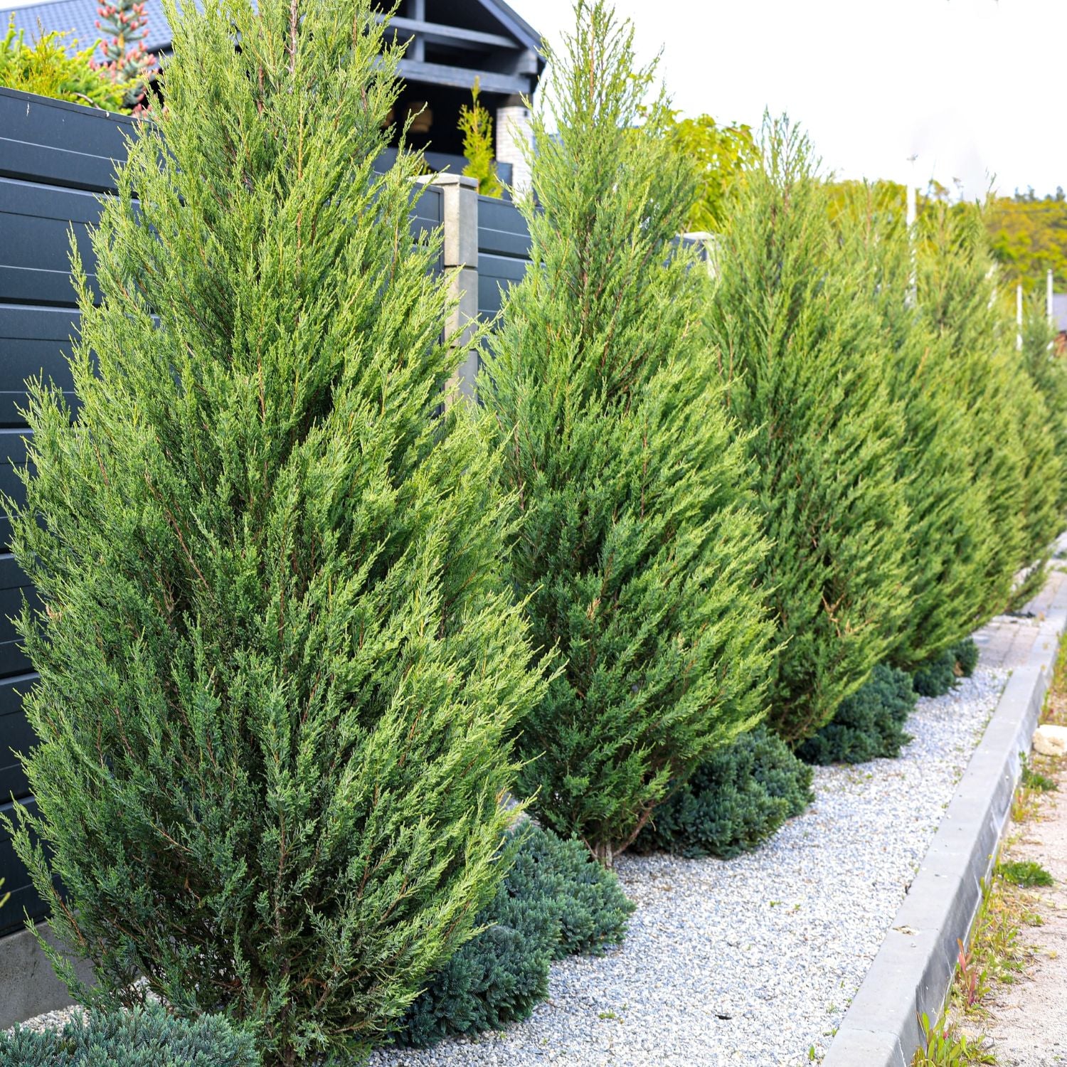 Expert Gardener 3-4 ft. tall Hetzi Columnaris Juniper Live Tree in 7- Gallon Grower Pot