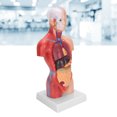 thumbnail image 4 of Human Torso Model, Durable Meticulous Accurate Anatomy Human Torso Model  for Schools for Teaching Tool for Physical Health Teaching for Hospitals, 4 of 8
