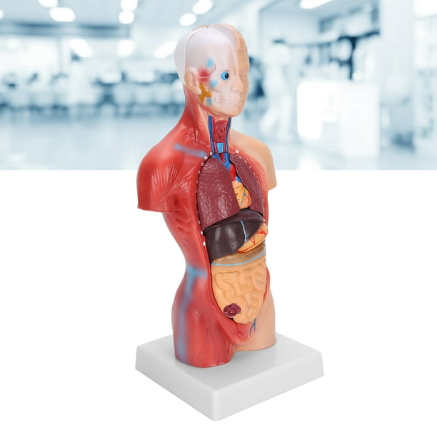 Le corps humain - modèle d'anatomie torse avec organes, 40 parties