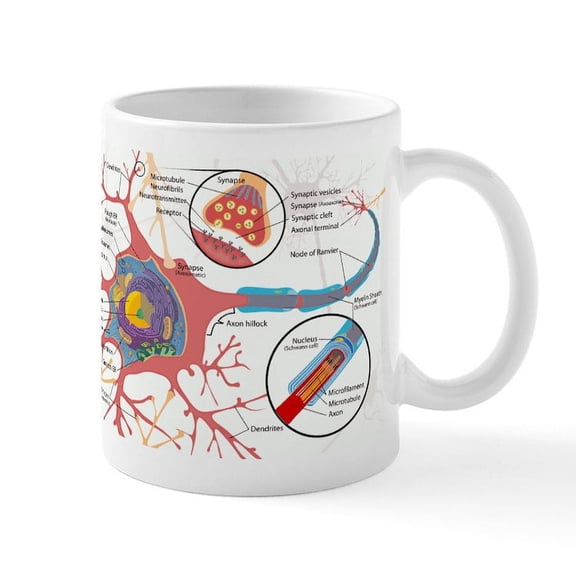 CafePress - Neuron Cell Diagram Mugs - 11 oz Ceramic Mug - Novelty Coffee Tea Cup