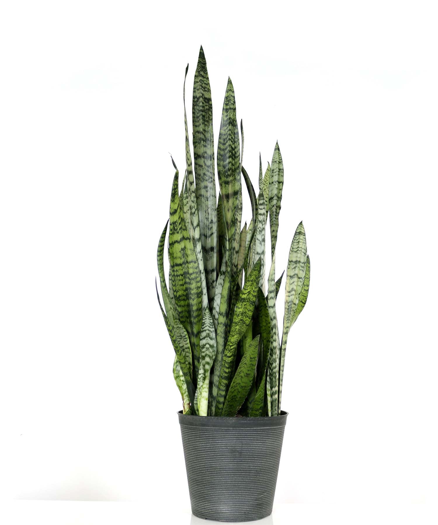 SNAKE PLANT ZELANICA
