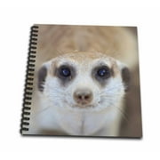 3dRose A Meerkat looking up at the camera, Keetmashoop, Namibia. - Mini Notepad, 4 by 4-inch