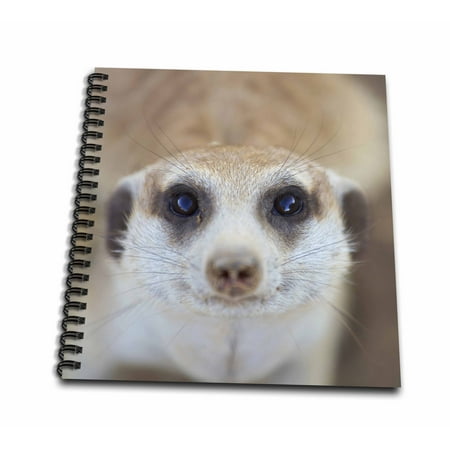 3dRose A Meerkat looking up at the camera, Keetmashoop, Namibia. - Mini Notepad, 4 by 4-inch