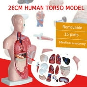 Human Torso Body Model 4D Anatomical Assembly Model of Human Organs Anatomy Anatomical Medical Internal Organs for Teaching Education