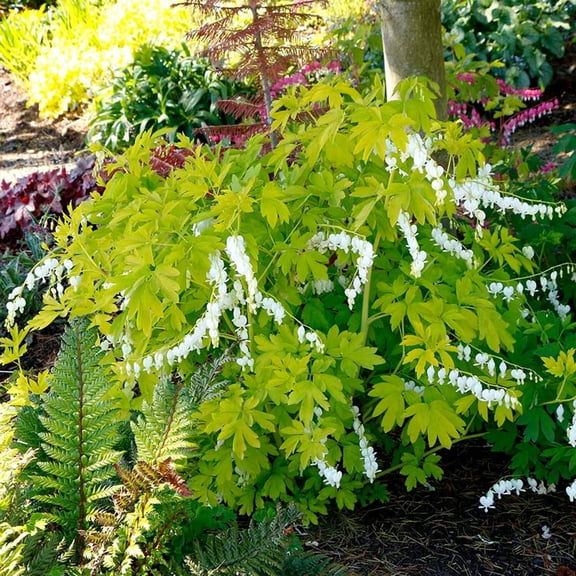 25 White Gold Bleeding Heart Seeds