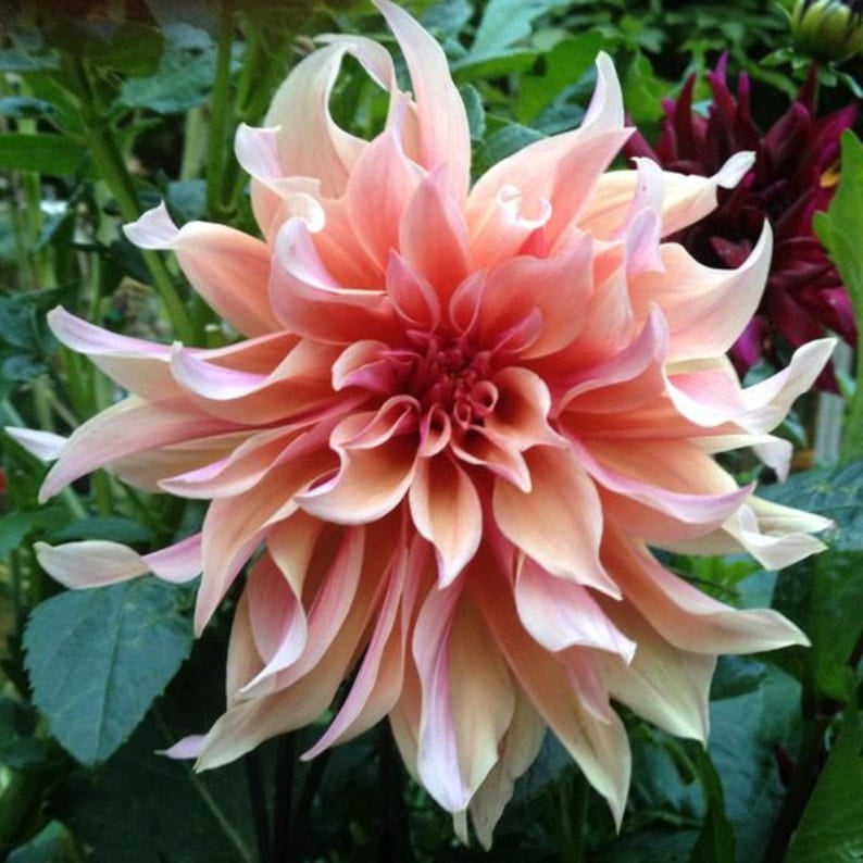 40 Seeds - Dahlia Mix - Pollinator Friendly, Heirloom,, Flower Seeds for Garden Planting