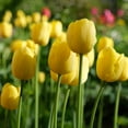 thumbnail image 3 of Giant Golden Yellow Tulip Flowers, 6 Bulbs- Attracts Bees & Butterflies - Spring Blooming, Easy to Grow & Maintain, 3 of 6