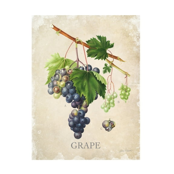 Canvas Wall Art - Jean Plout 'Luscious Fruit Study C' Wall Art for Living Room, Bedroom, or Office Décor by Trademark Fine Art - 14 x 19 Inches