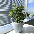thumbnail image 3 of Westcharm 16 inch Tall Potted Faux Jade Plant Tabletop Greenery Artificial Green Crassula Ovata Succulent Money Tree in Melamine Pot, 3 of 9