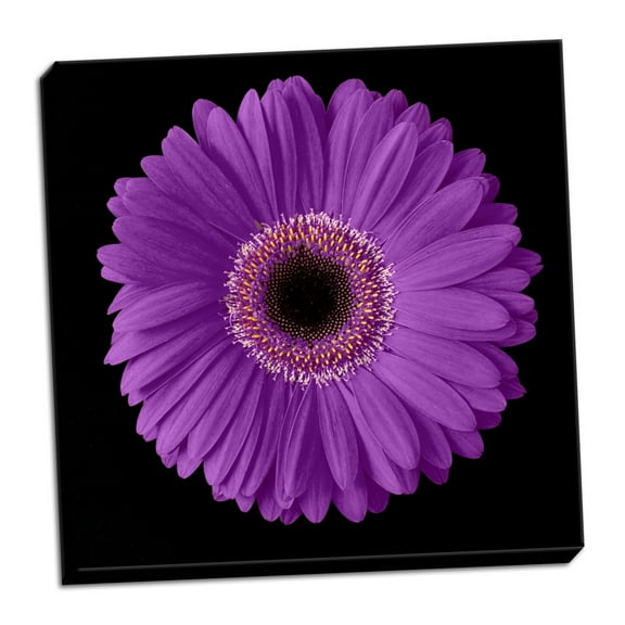 Gango Home Decor Purple Gerbera Daisy by Jim Christensen (Ready to Hang); One 24x24in Hand-Stretched Canvas
