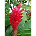 thumbnail image 5 of Red Ginger Plant Root Live Plants, 1 Count, Partial Shade, 5 of 6