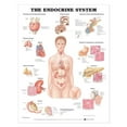 thumbnail image 2 of Le Système Endocrinien, 2 of 3