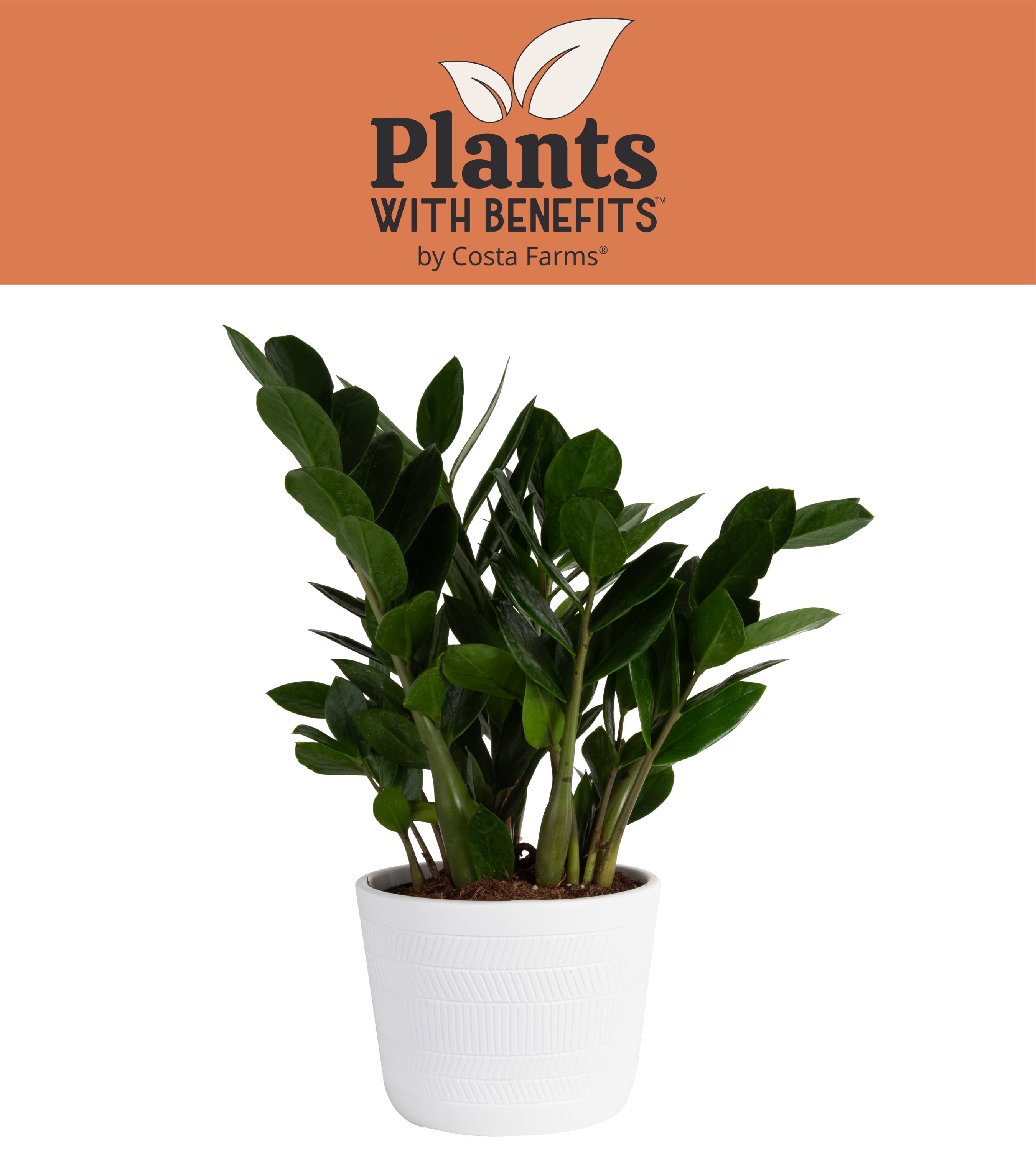 Plants with Benefits Live 12in. Tall Green ZZ Plant; in 6in. Ceramic Pot