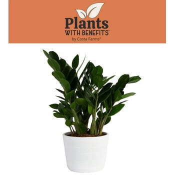 Costa Farms Plants with Benefits Live Indoor and Outdoor 12in. Tall ZZ Plant; Indirect Light, in 6in. Décor Planter