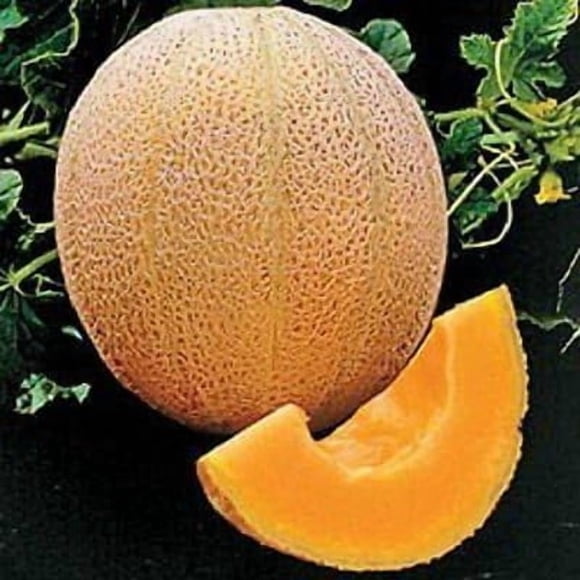 GSDWIUEW 200 Hales Meilleures Graines de Cantaloup Melon Jumbo 85 Jours