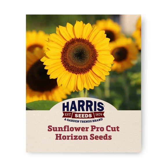 Harris Seeds Sunflower Pro Cut Horizon F1, Deep Orange Cut Flower Variety with Dark Center, 250 Count