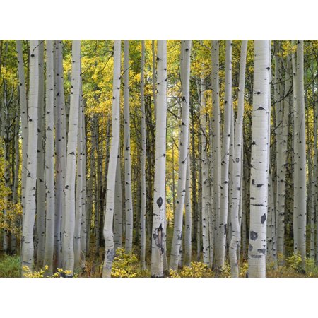 Aspen Grove Fine Art Colorado, Gunnison National Forest, Mature Grove of Quaking Aspen Displays Fall Color Print Wall Art By John Barger ()