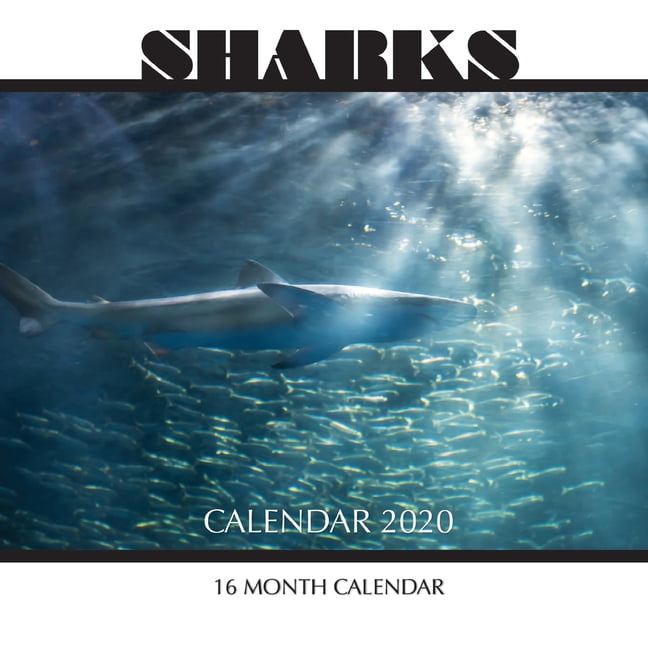 Sharks Calendar 2020 16 Month Calendar (Paperback)