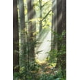 thumbnail image 2 of Van de Goor, Lars 17x24 Gold Ornate Wood Framed with Double Matting Museum Art Print Titled - Sunbeam and Spiderweb, 2 of 4