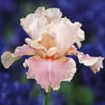 thumbnail image 2 of Eden Brothers Bearded Iris - Pink Mix, 2 of 5