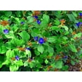 thumbnail image 2 of Leadwort Perennial (Plumbago) - Ceratostigma - Quart Pot, 2 of 3