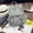 Grey, variant on TopLLC Women's Backpacks Fashion Women's Outdoor Simple Leathe Zipper Contrast Color Backpack Travel Bag Women Packet