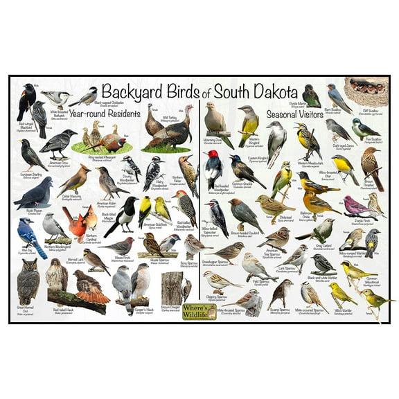 Backyard Birds of South Dakota Bird Identification Poster - Birdwatching Nature Chart
