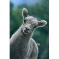 thumbnail image 2 of Fitzharris, Tim 13x18 Black Ornate Wood Framed with Double Matting Museum Art Print Titled - Bighorn Sheep lamb, 2 of 4