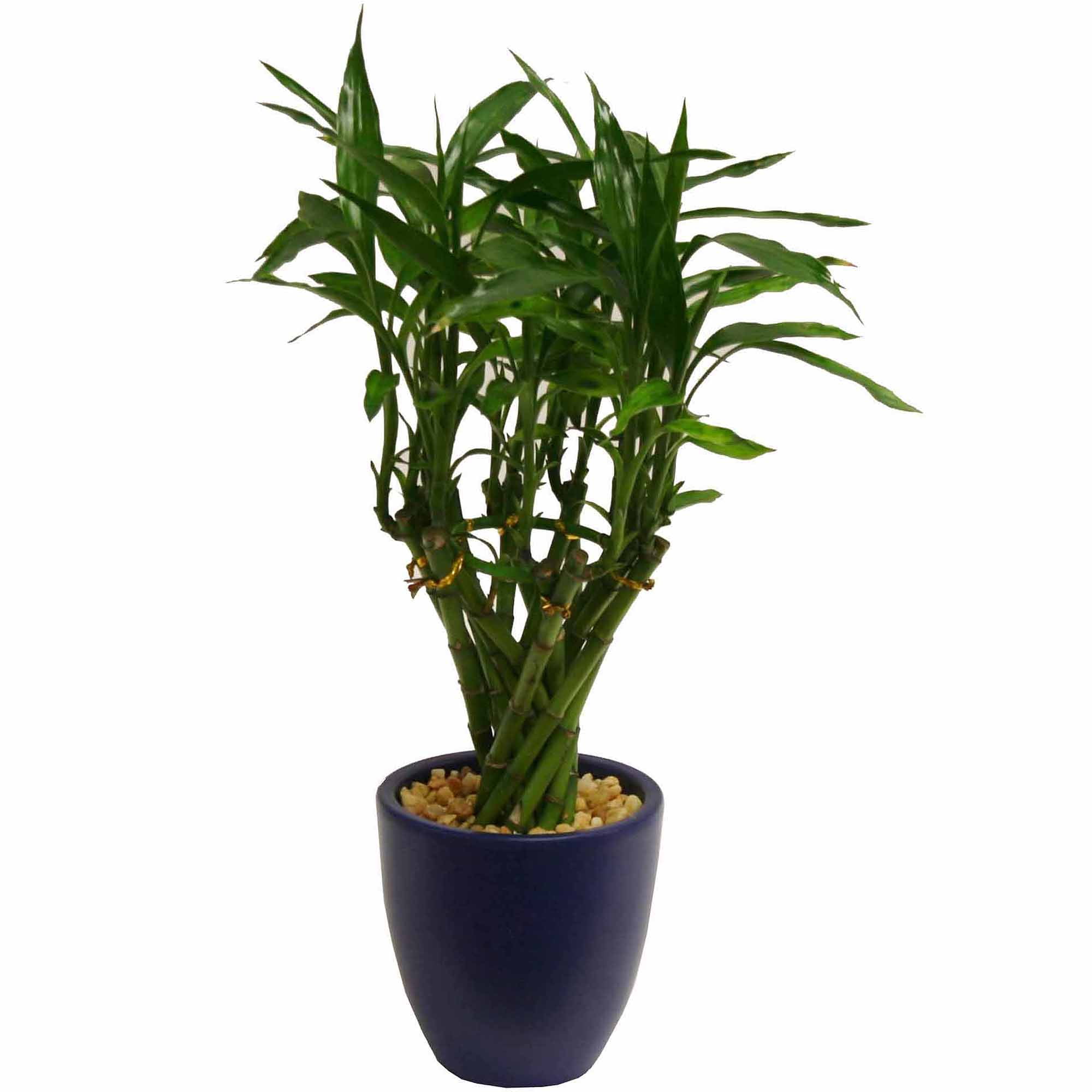 Delray Plants Medium Bamboo in Blue Pot