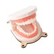 thumbnail image 5 of Juguete de Aprendizaje perfke Cepillado de dientes Modelo Material didáctico tablero ocupado, 5 of 9
