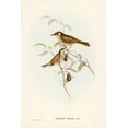 thumbnail image 2 of Gould, John 17x24 Black Ornate Wood Framed with Double Matting Museum Art Print Titled - Yellow-spotted Honey-eater-Ptilotis notata, 2 of 4