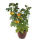 thumbnail image 2 of DOITOOL - 5 enrejados de plástico para jardín, soporte para plantas trepadoras, malla extensible para flores y jardinería (verde), 2 of 6