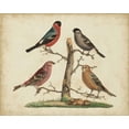 thumbnail image 2 of Strack, Friedrich 14x12 White Modern Wood Framed Museum Art Print Titled - Bull Finches, 2 of 4