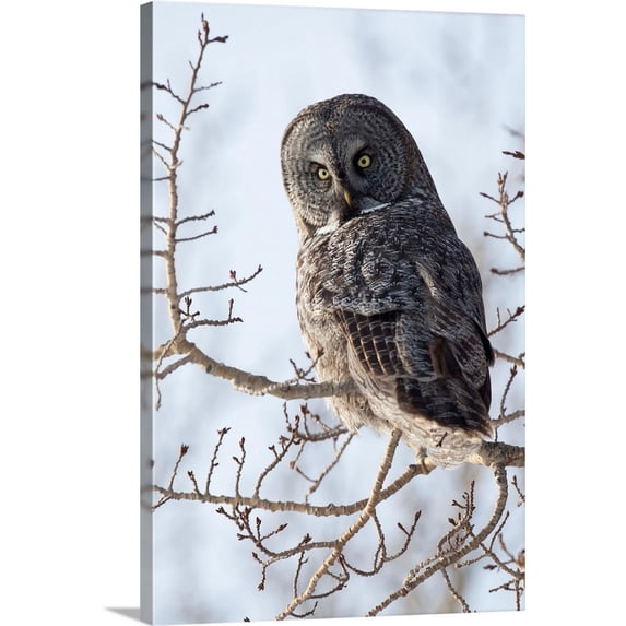 Great BIG Canvas | "Close up of a Great Gray Owl perched in a tree, Anchorage, Southcentral Alaska, Winter" Canvas Wall Art - 16x24