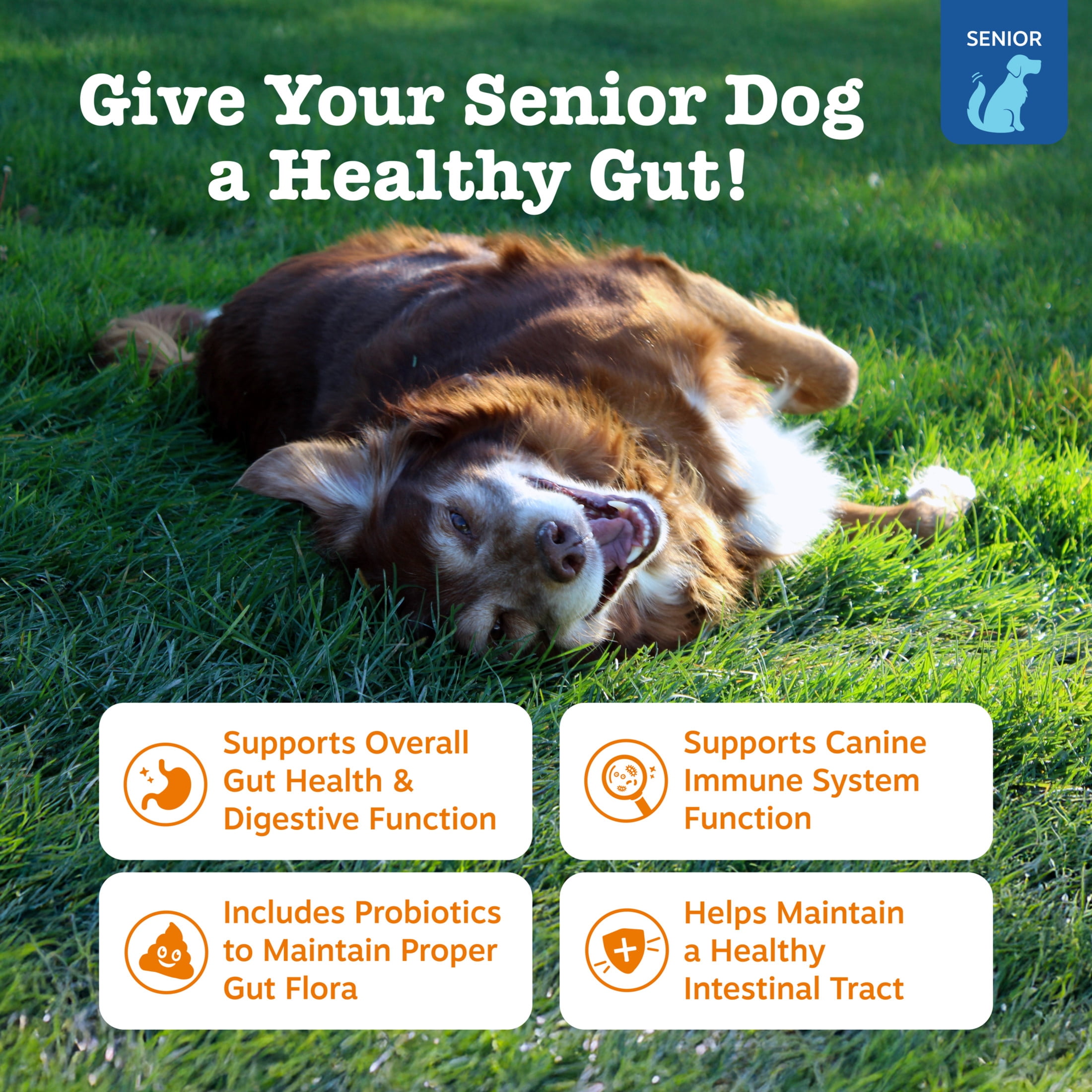 Zesty Paws Senior Advanced Probiotic Bites for Dogs Chicken Flavor, 90 Count