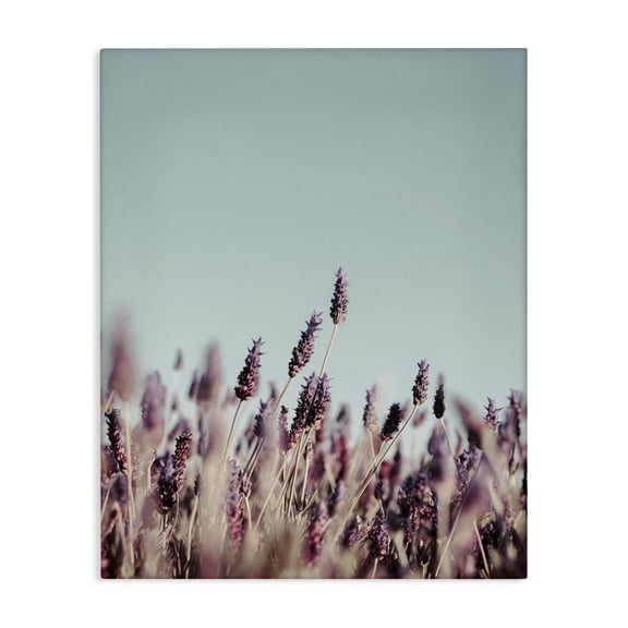 Stupell Industries Farmhouse Close Up of Field Plants Photography Canvas Art, 16 x 20, by Design Fabrikken