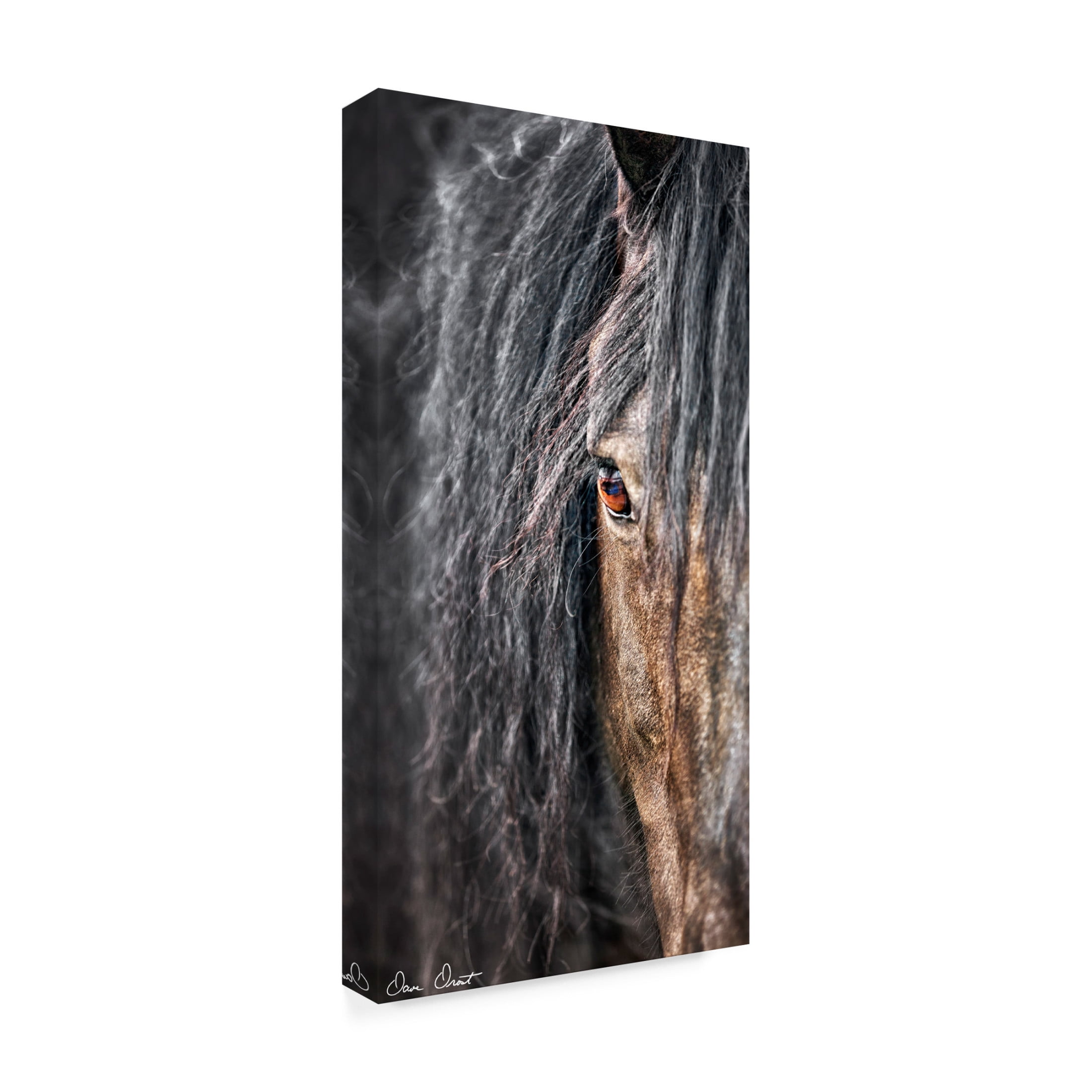 Trademark Fine Art David Drost Grey Horse Mane Canvas Wall Art