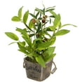 thumbnail image 6 of Northlight Artificial Olive Plant in Rustic Pot with Handles - 14", 6 of 7